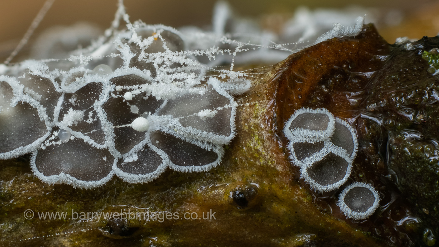 Photo by Barry Webb Lachnella alboviolascens by Barry Webb